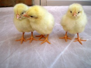 雏鸡怎么饲养与管理