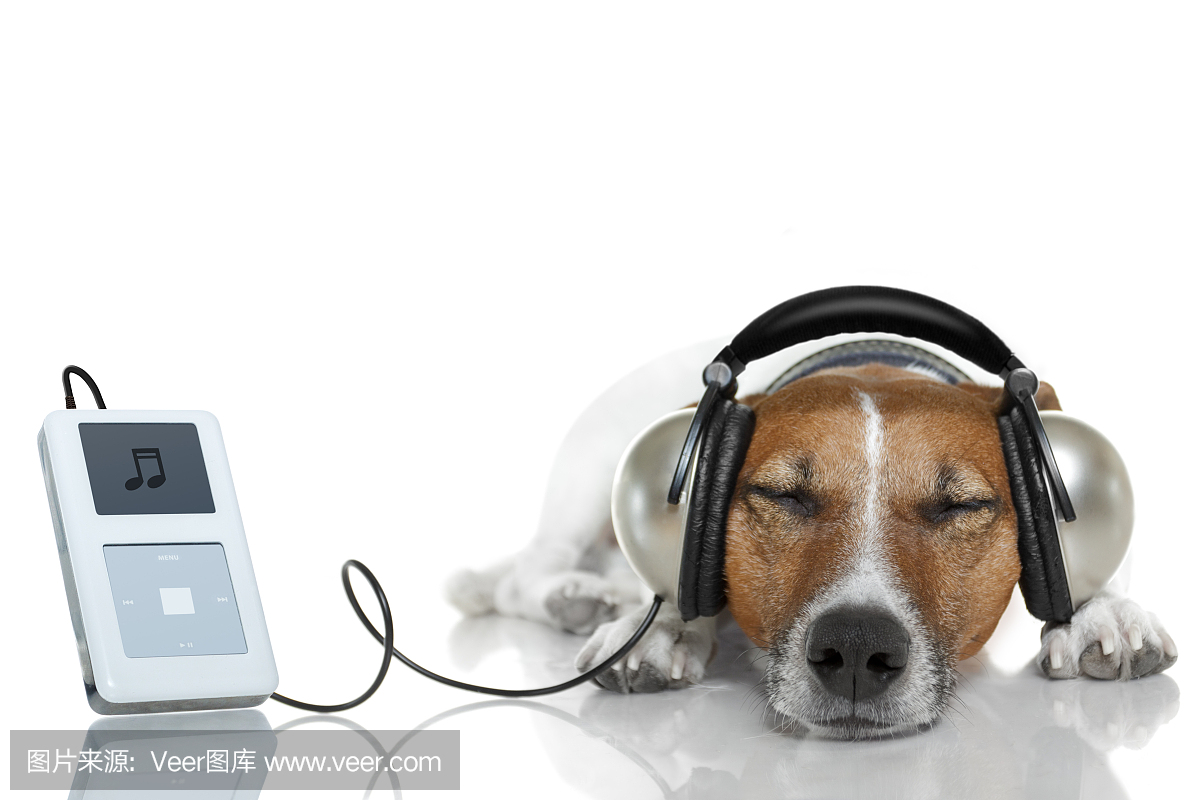 狗用音乐播放器听旋律