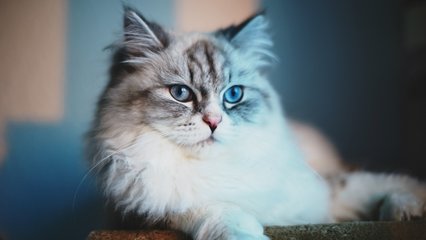 精选蓝眼波斯猫可爱小猫高清电脑桌面壁纸下载-166kb