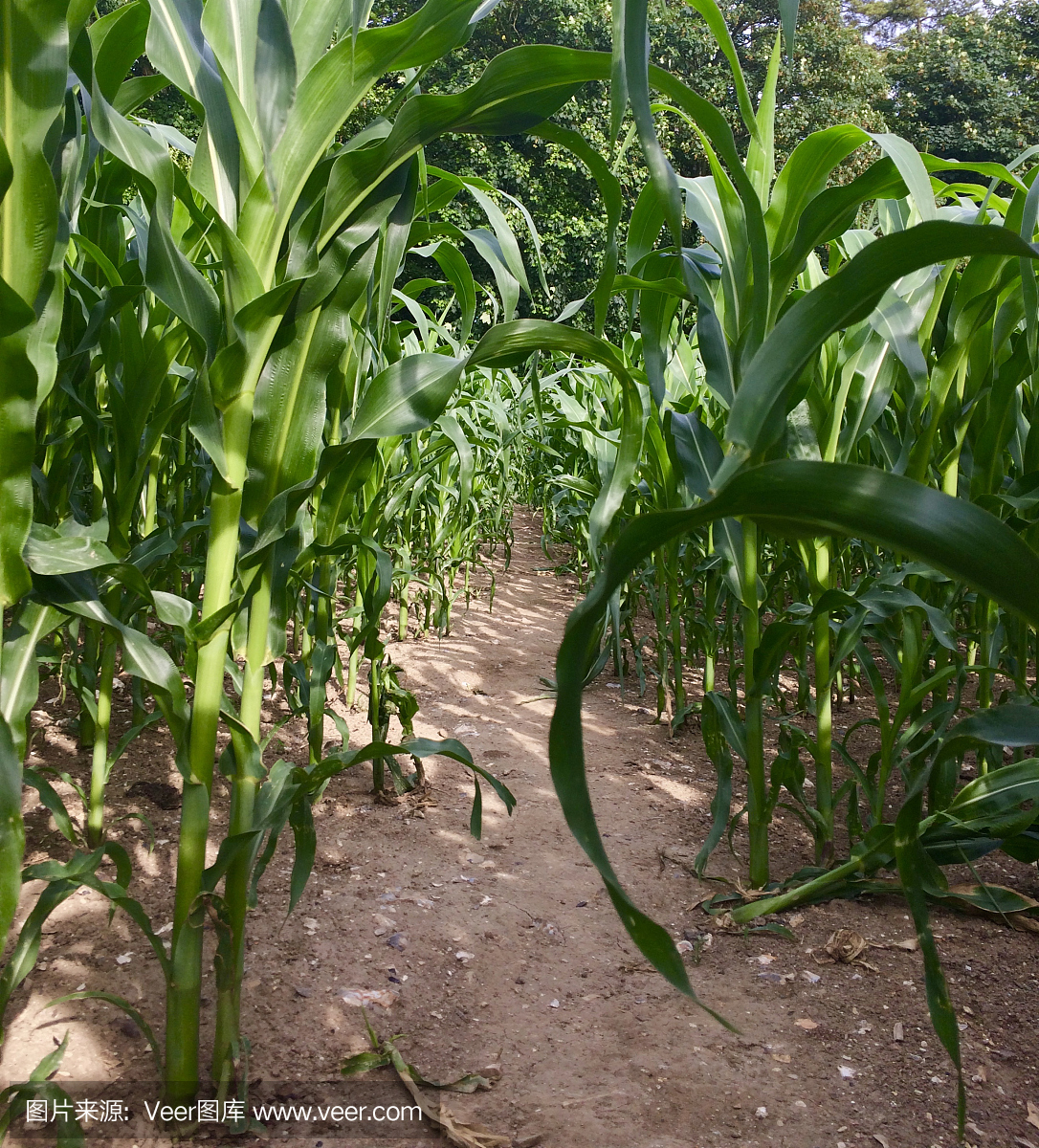 strolling through the green corn fields on Kent E