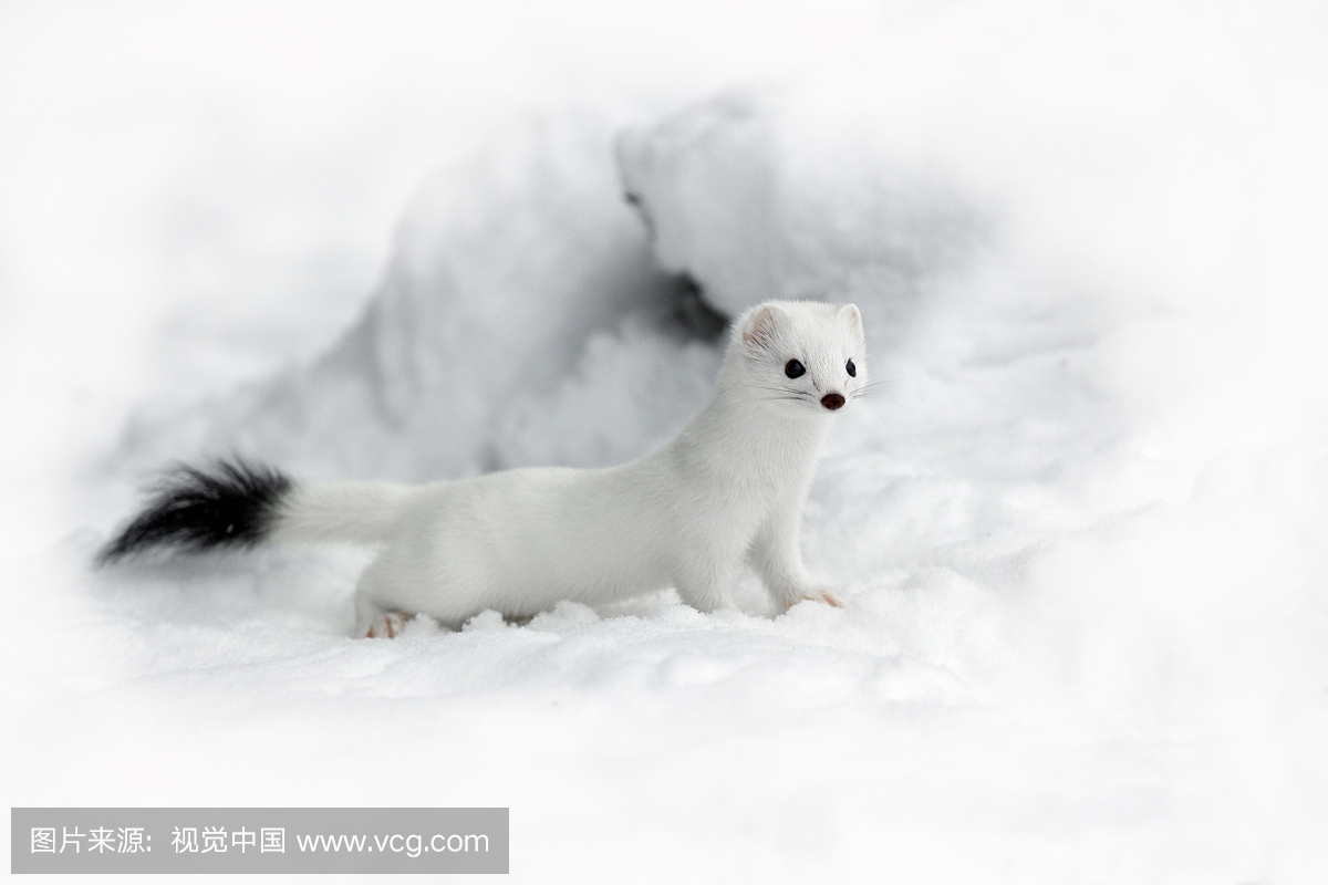 白鼬,(特指夏季被棕色毛的)鼬,雪,白人