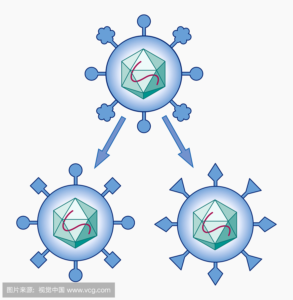 ns, altered proteins in virus after antigenic shift,