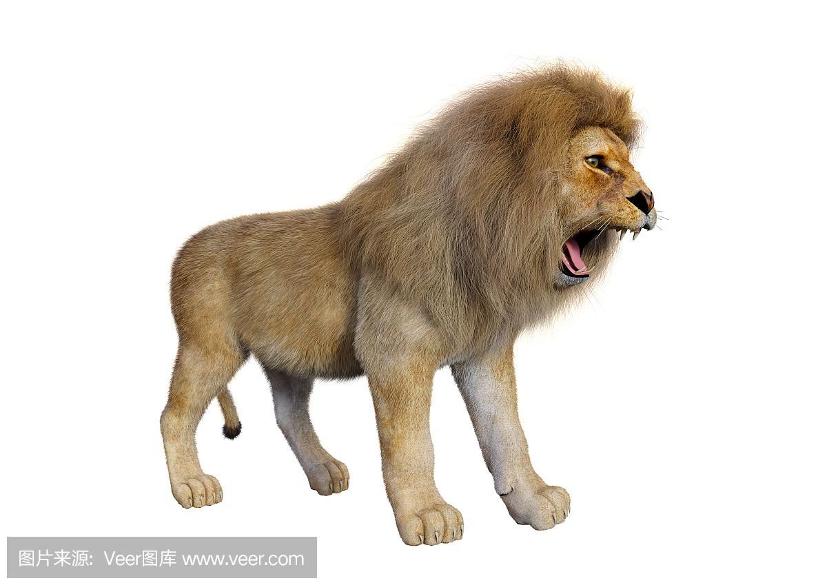 狮子座,野生动物,狮子,猫科动物