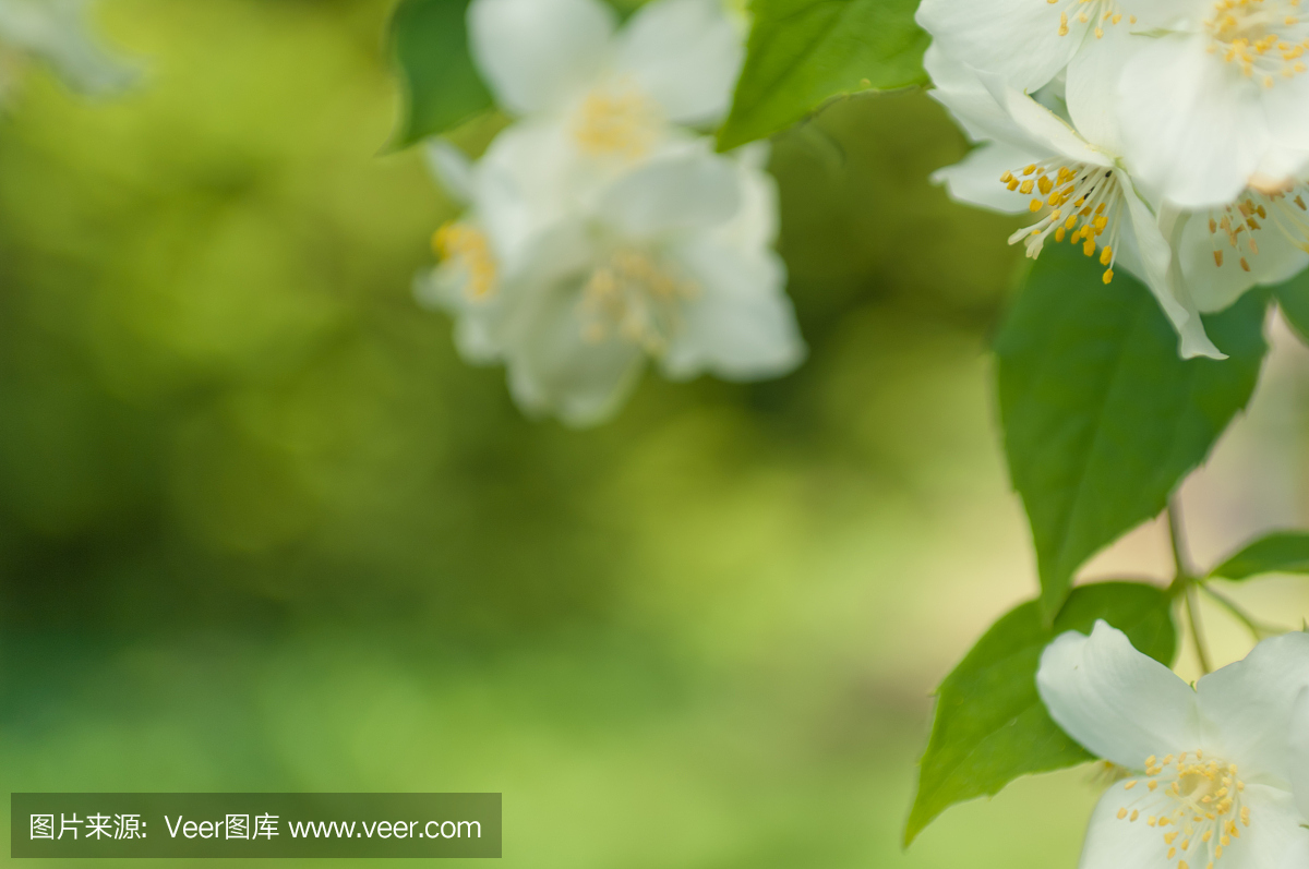 一个模拟的橙色费城冠军布鲁斯模糊背景的分支