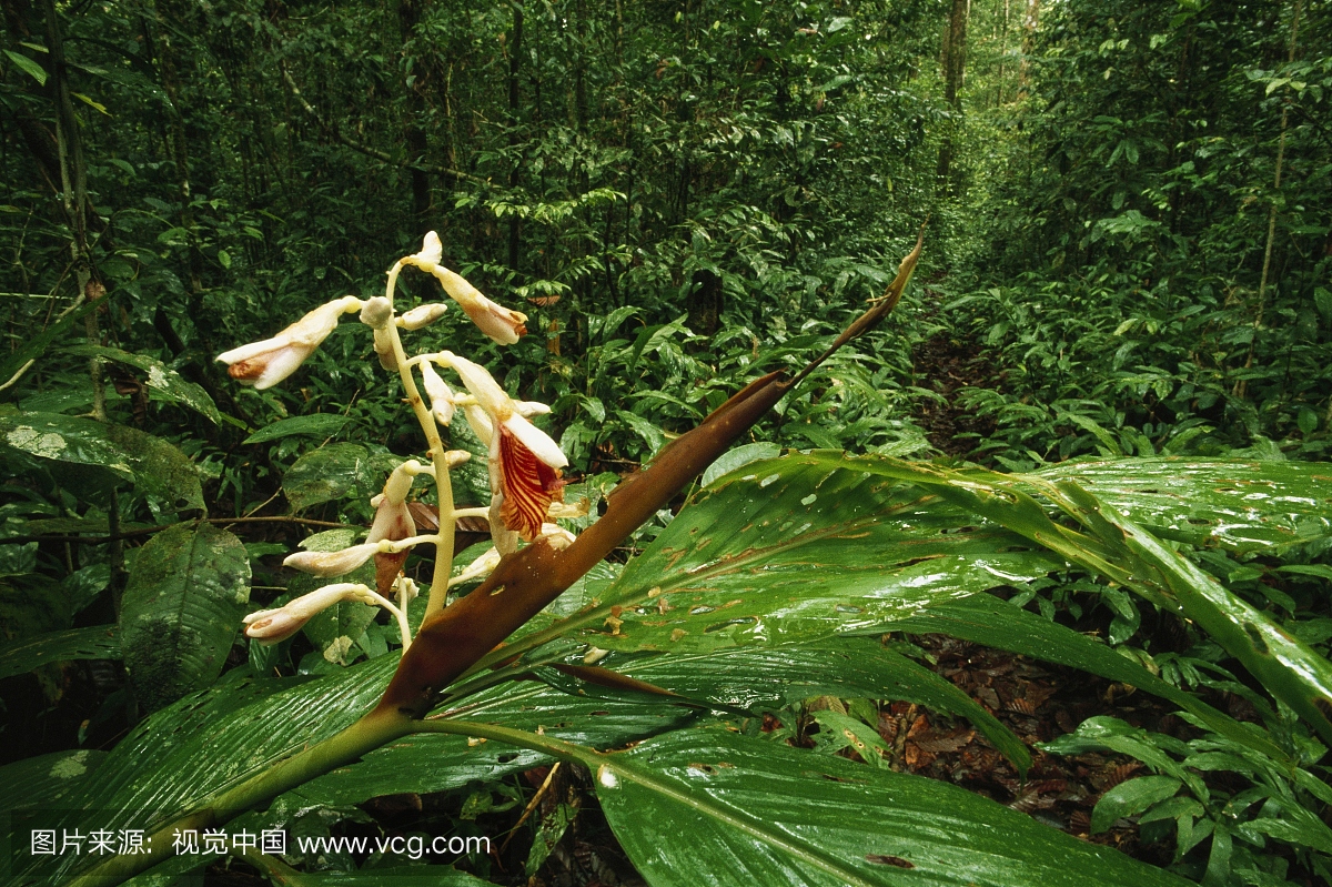 ng Palung国家公园,印度尼西亚婆罗洲野生姜植