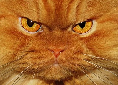 有气势的猫图片_有气势的猫图片图片大全