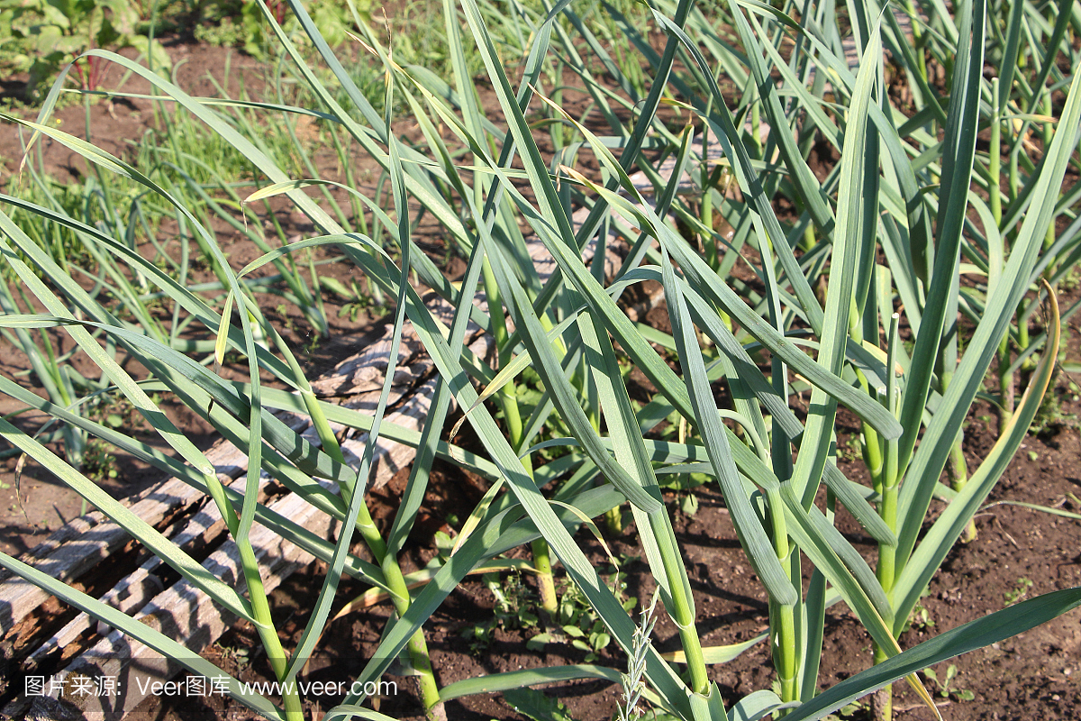 大蒜在夏天在花园里生长