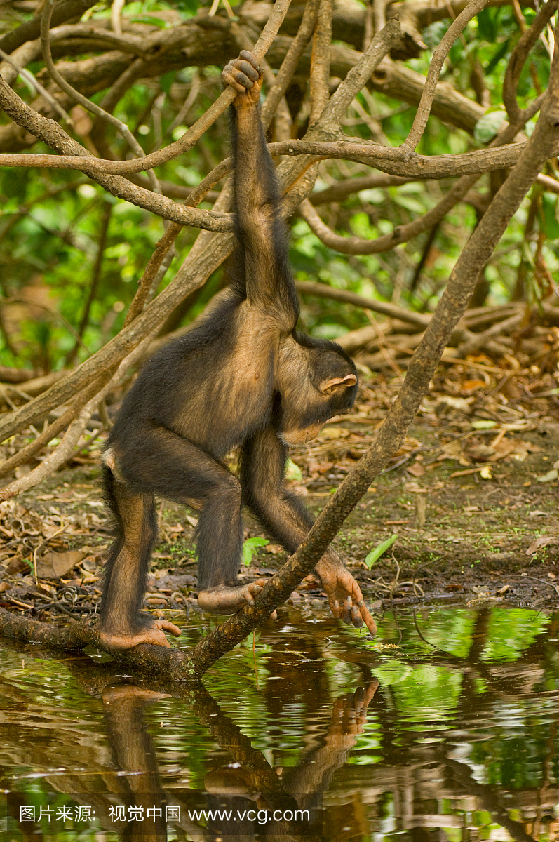 Chimpanzee in the trees. Fongoli, Senegal
