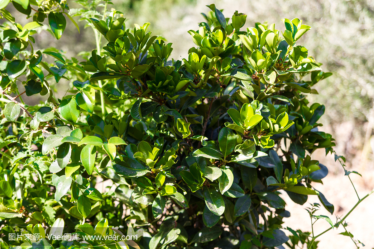 巴西樱桃树或丁子香草(Eugenia braziliensis)。
