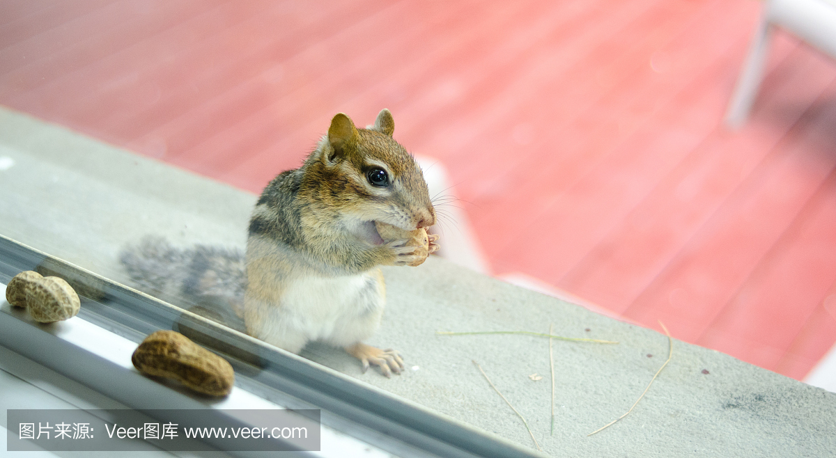 东方花栗鼠从外面窥视窗户,吃花生。