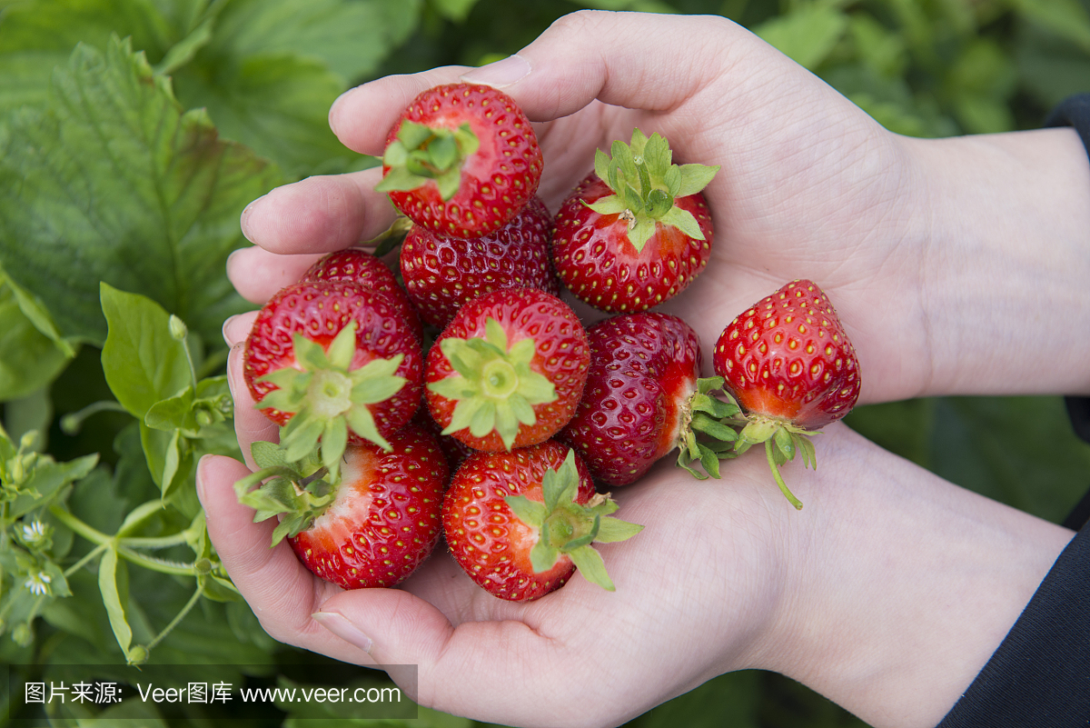 Strawberries in Finland