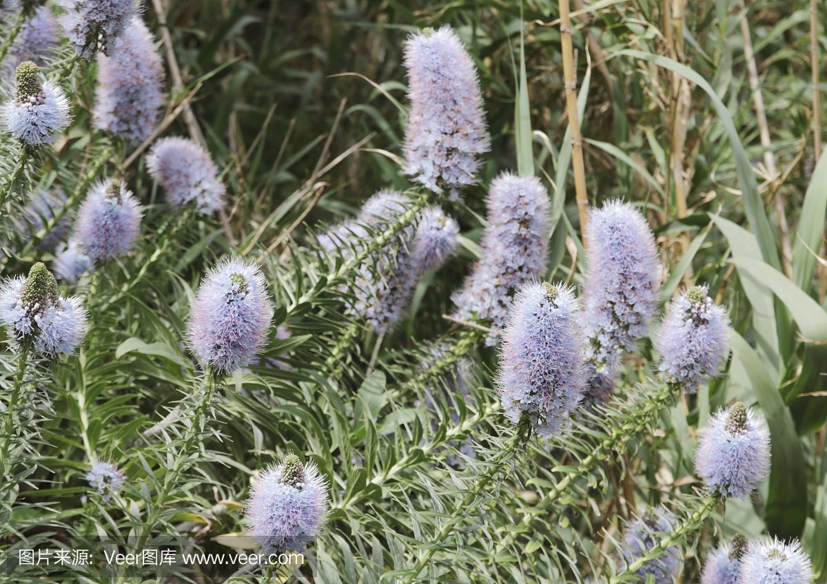 蓝蓟,蓝蓟属,马德拉的骄傲,选择对焦