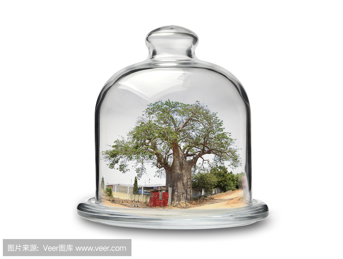 在水晶Cakestand的猴面包树树