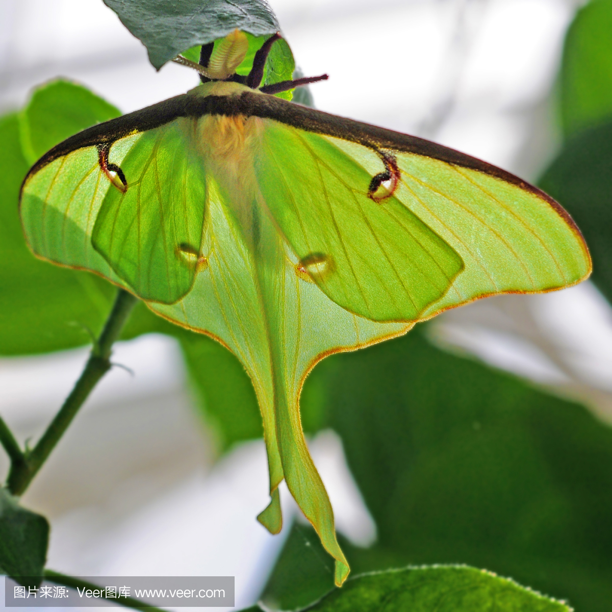 月神蛾,长尾水青蛾,土星蛾,萨杜恩天蚕蛾