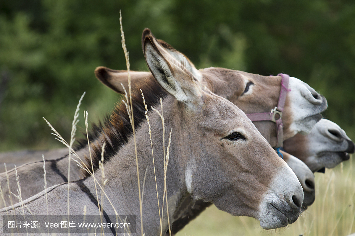 嘶叫,驴叫声,叫声,驴子