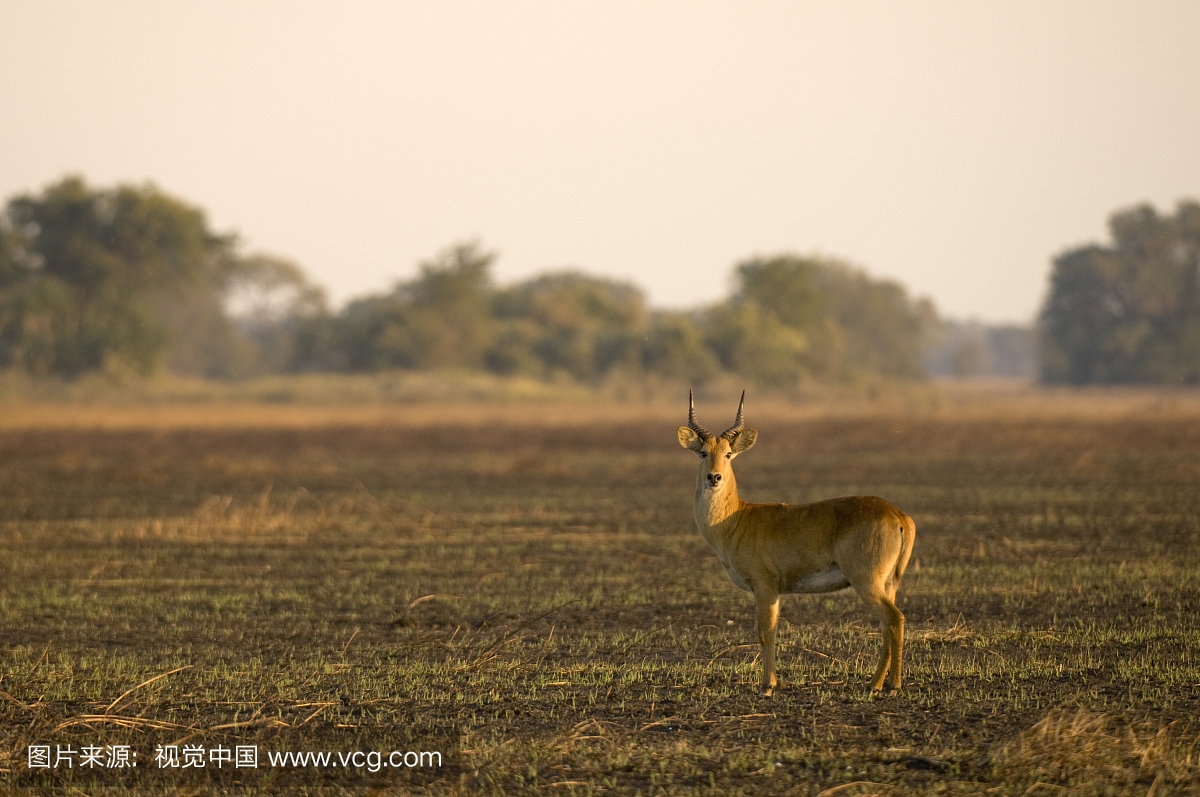 i),Busanga Plains,Kafue National Park,赞比亚,