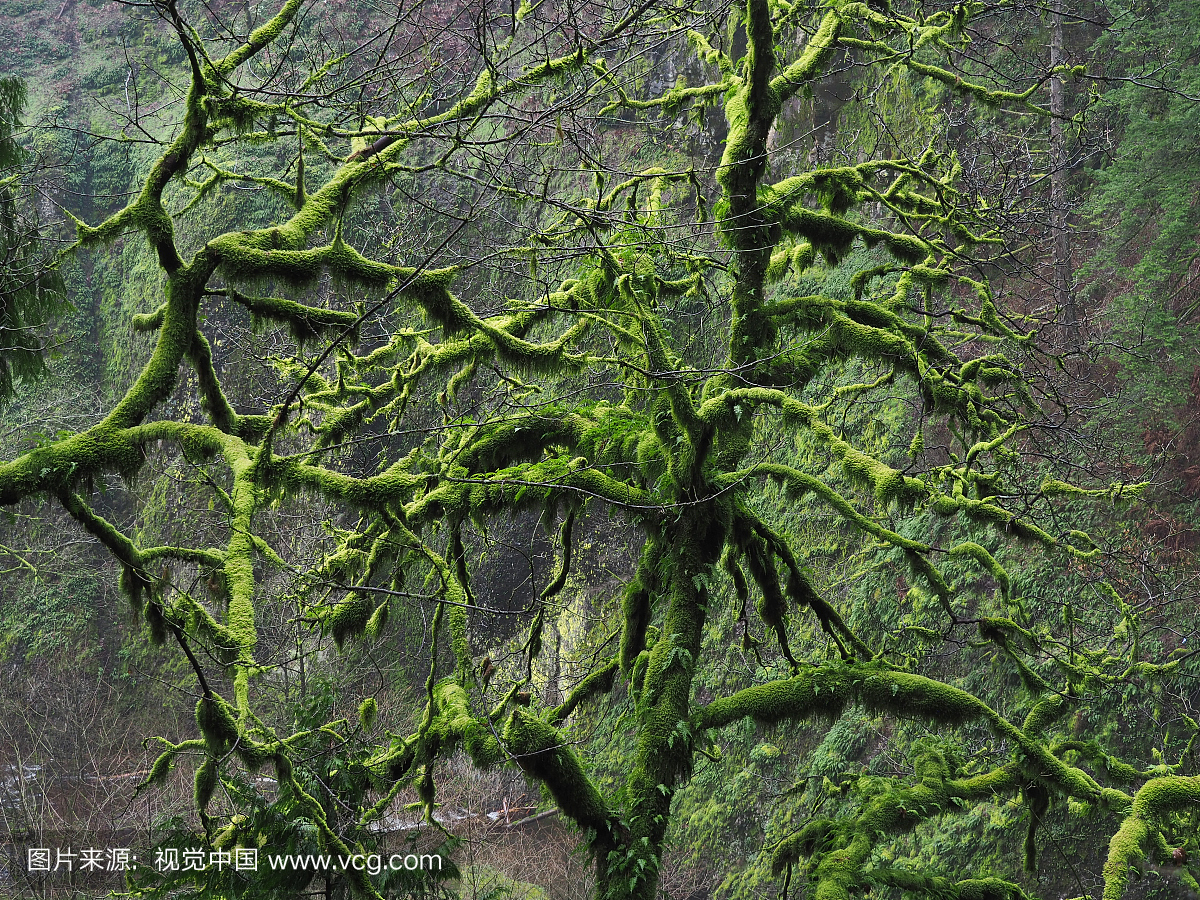 茂盛的热带雨林沿哥伦比亚河,波特兰,俄勒冈州