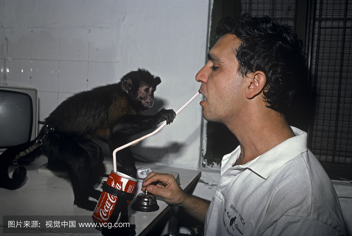in猴将一根吸管放在人的嘴里。猴子训练有素,以
