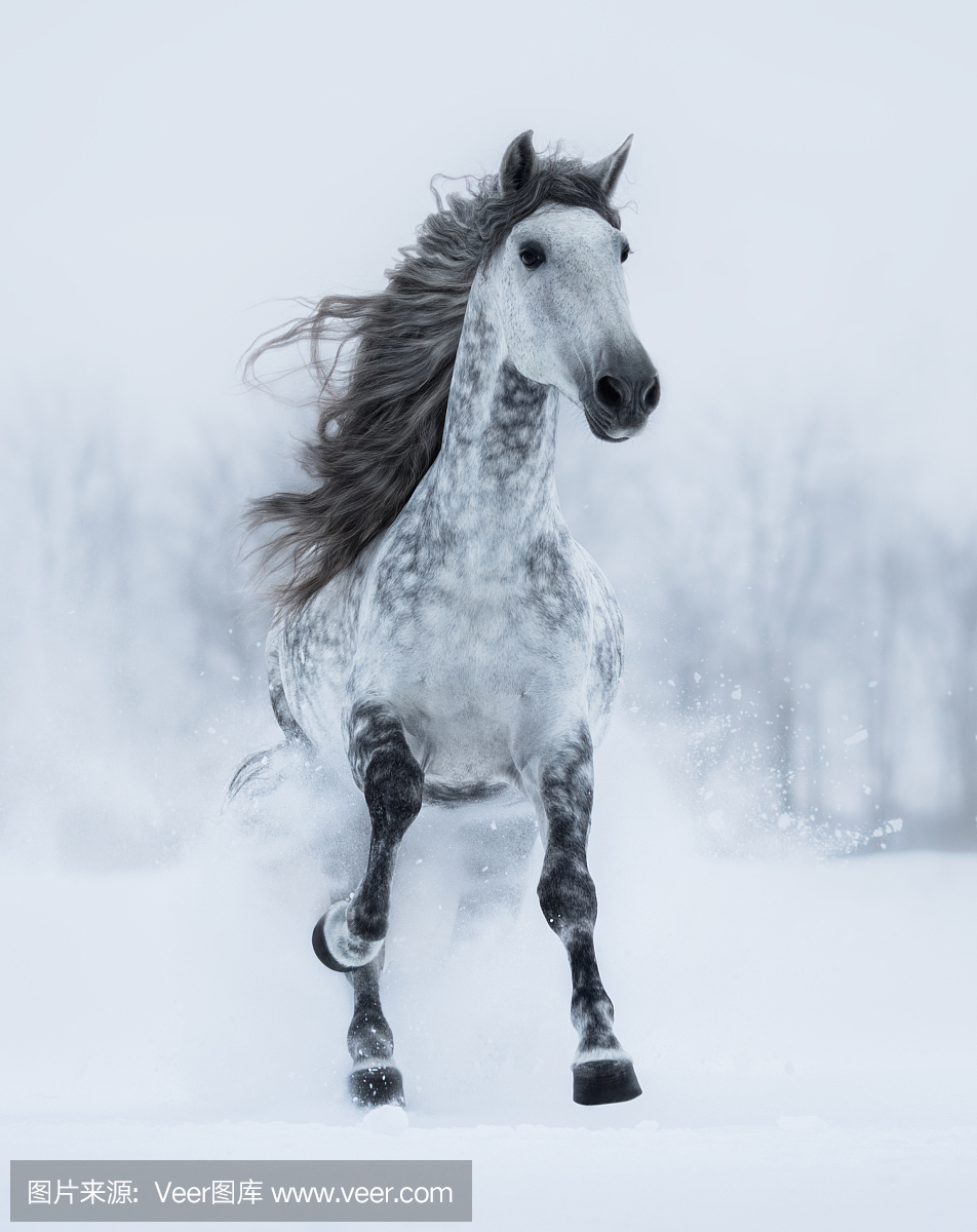 Runnig dapple-grey long-maned stallion in winte