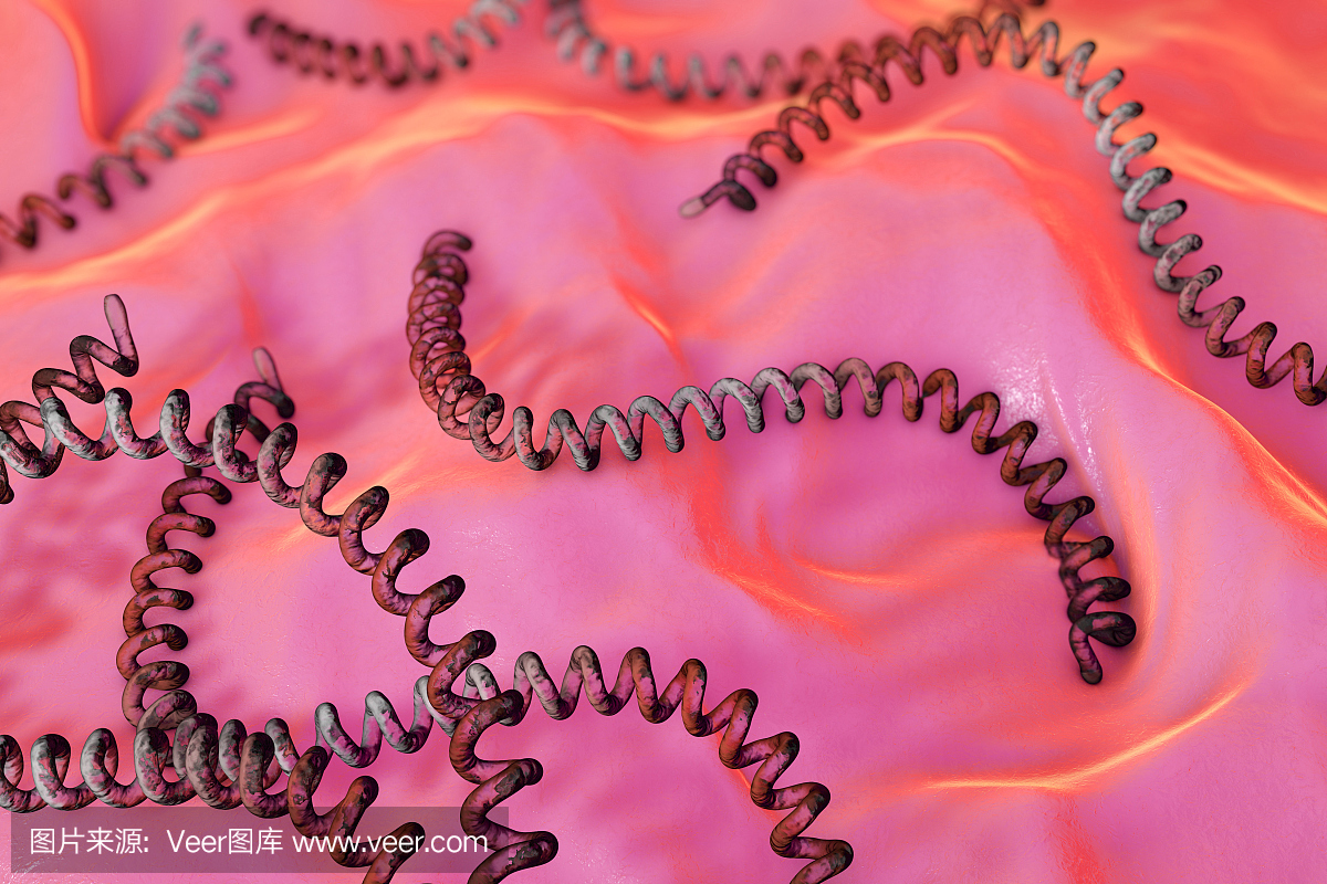 螺旋体,细螺旋体,钩端螺旋体,电子