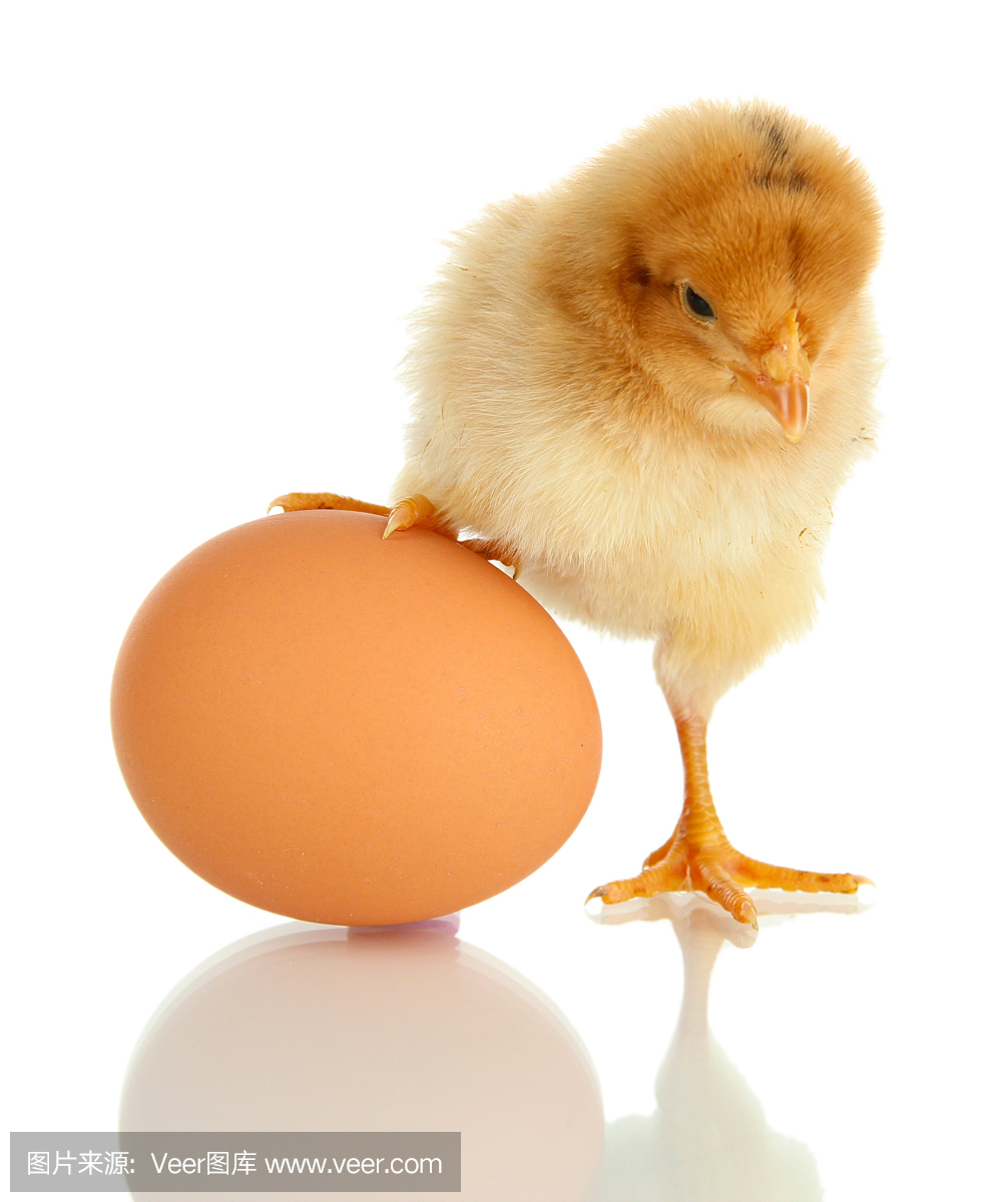 孵化,小鸡破壳,破壳而出,破壳