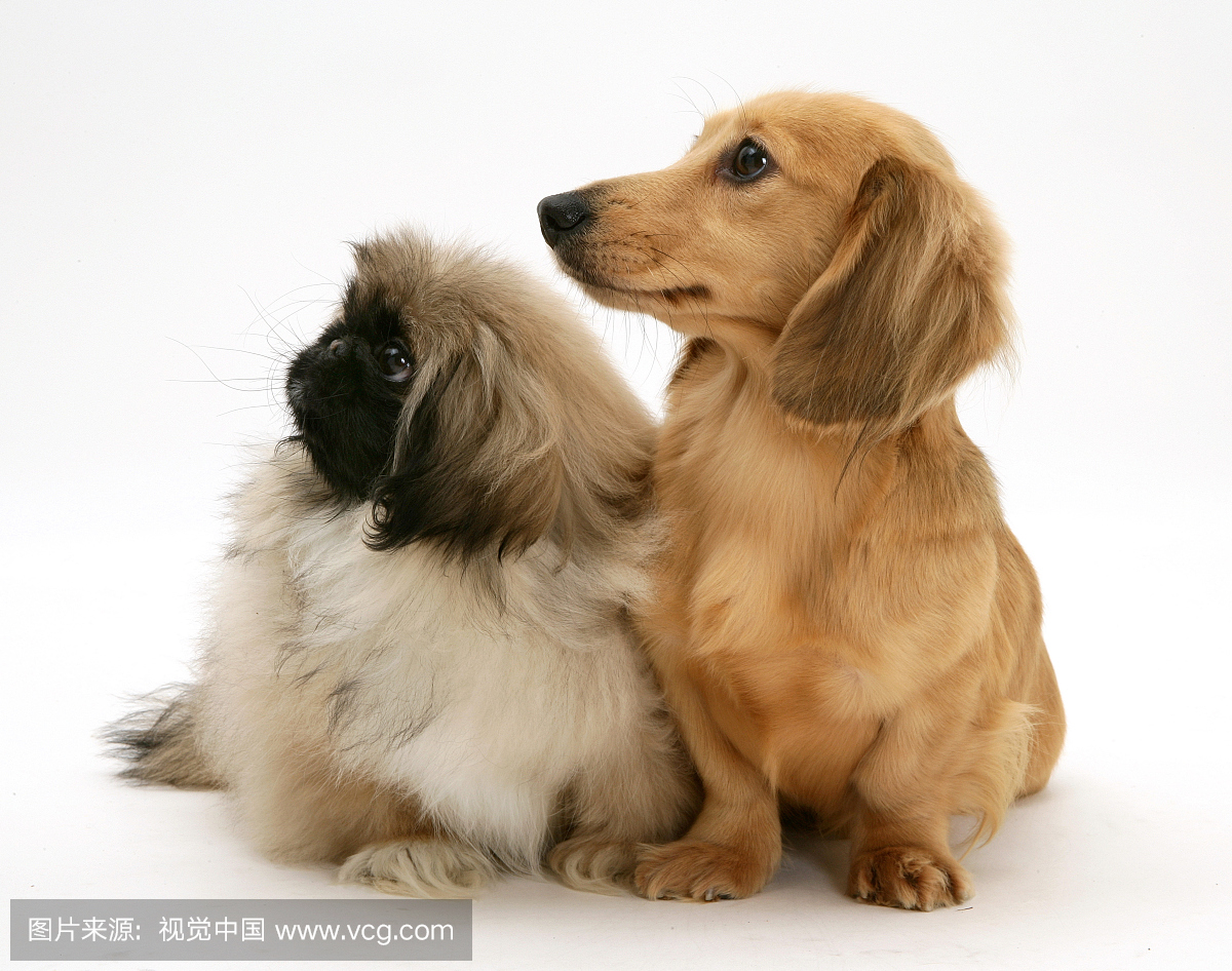 北京小狗和奶油dapple腊肠狗小狗。