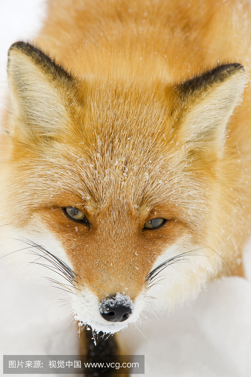 北海道红狐,日本