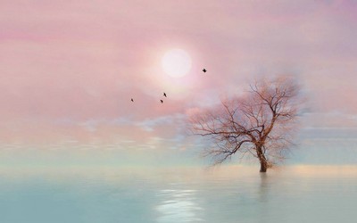 唯美动漫樱花壁纸