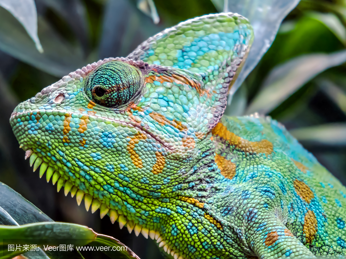 声囊,共鸣囊,面罩变色龙,蒙面变色龙