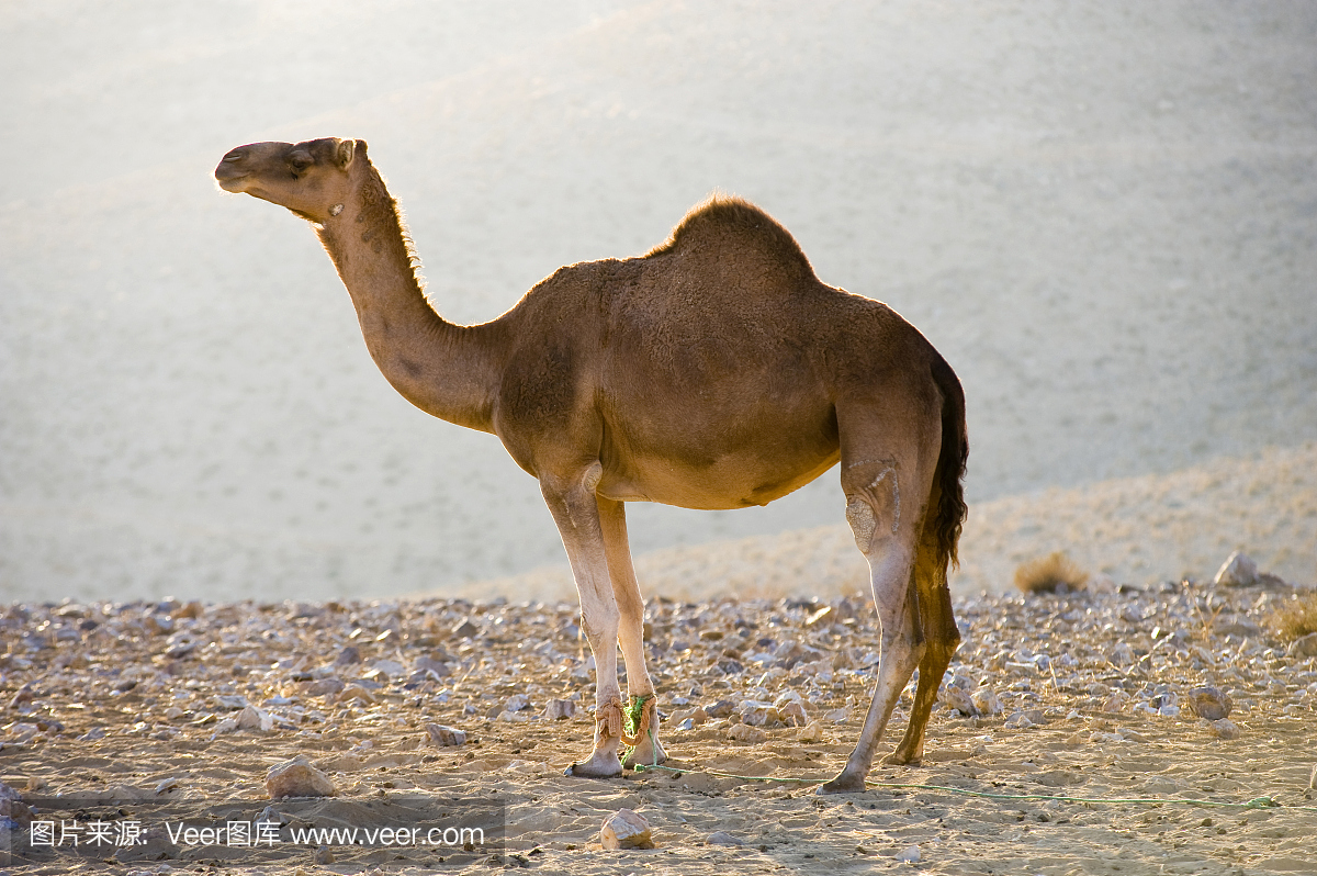 单峰骆驼,单峰驼,乘骑骆驼,贝多因人