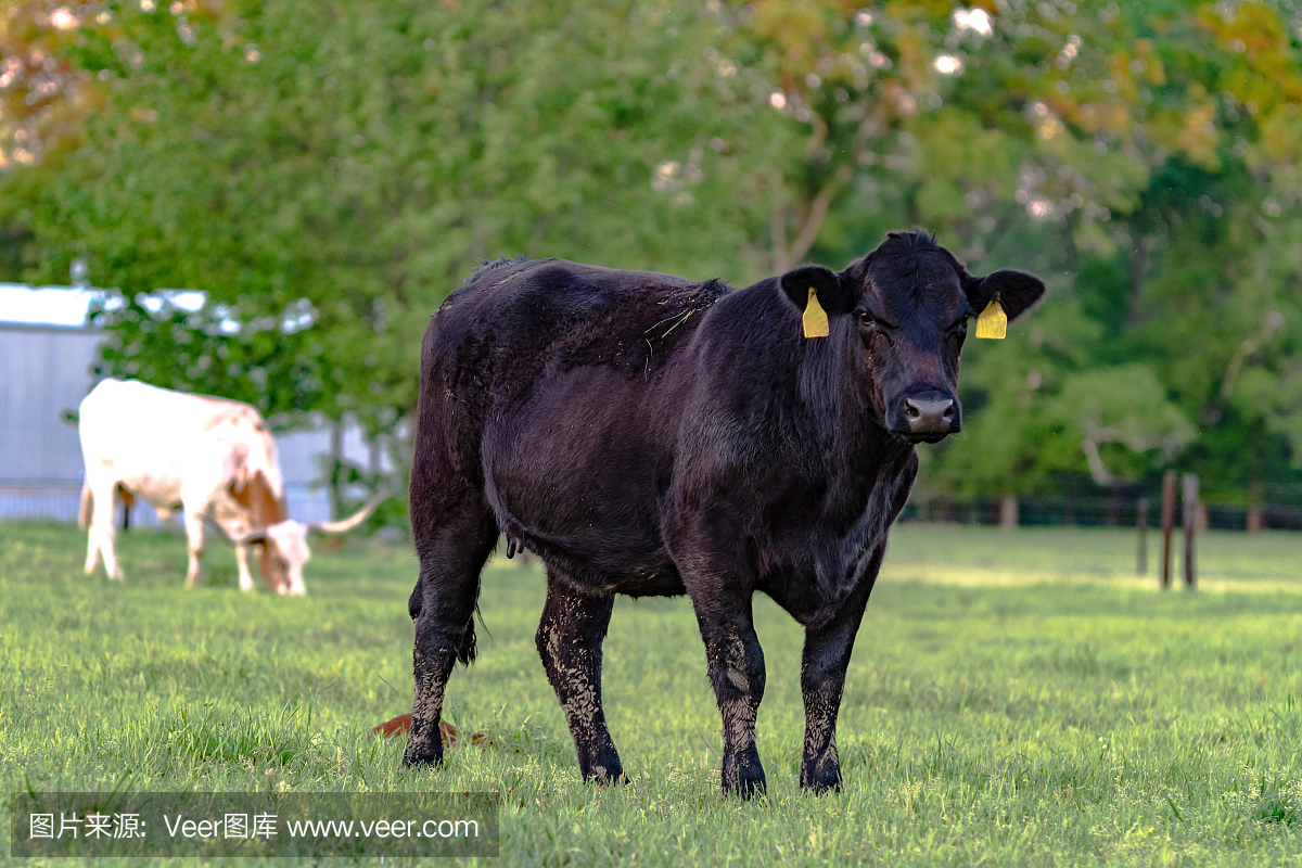 杂种奶牛,杂交牛,杂种牛,阿伯丁安格斯牛