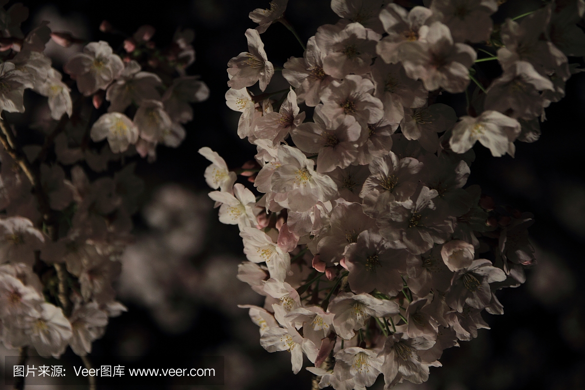 樱花树在大冈河,横滨,日本在晚上