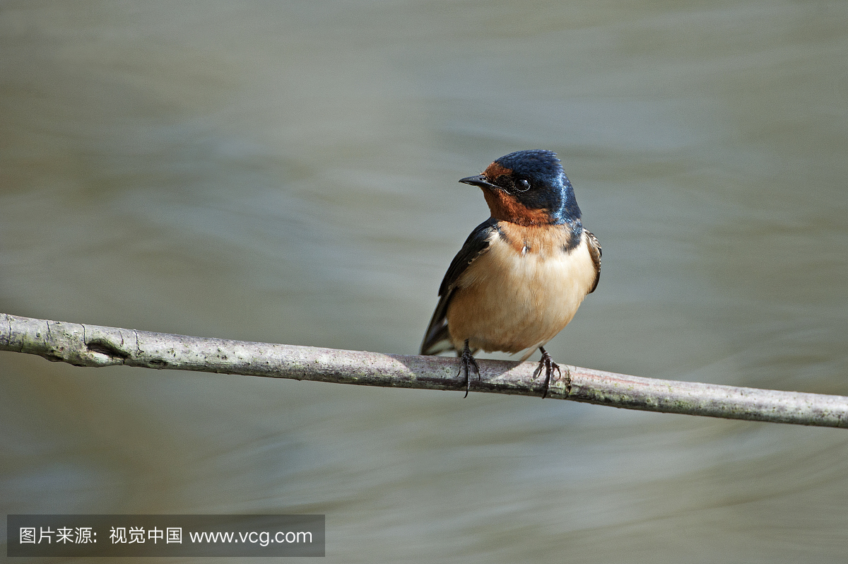 燕子,燕,小燕子,北美歌雀