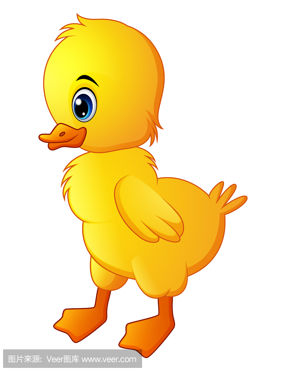 可爱的小宝贝鸭孤立在白色背景上
