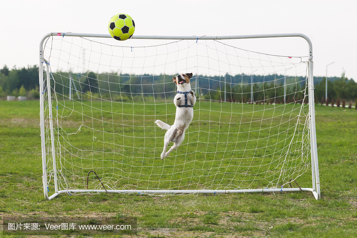 有趣的狗踢足球作为守门员(弯曲跳跃)