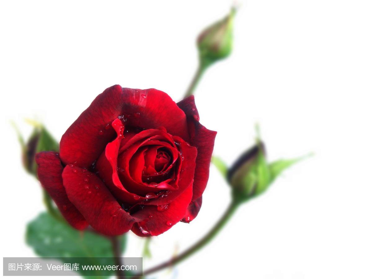 玫瑰花符号的爱
