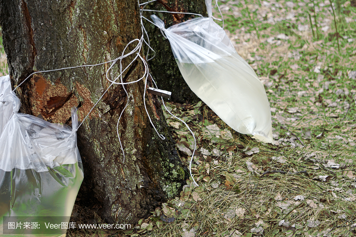 桦树汁在春天的森林里收获。用于收集果汁,在