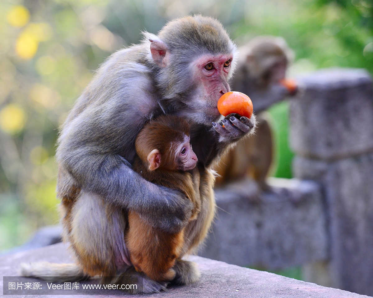 猴子喜欢吃水果