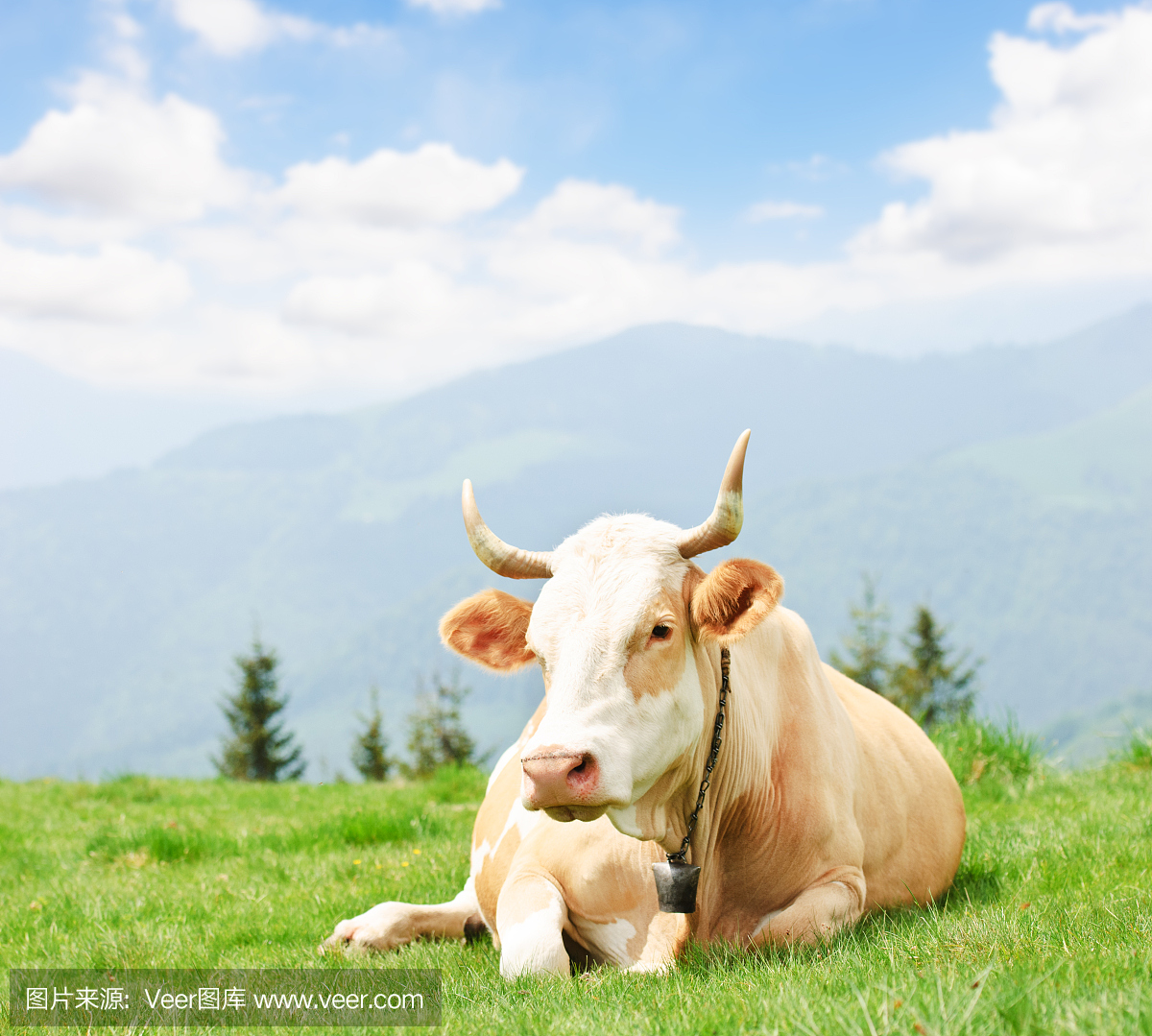 家牛,家养牛,母牛,大型母兽