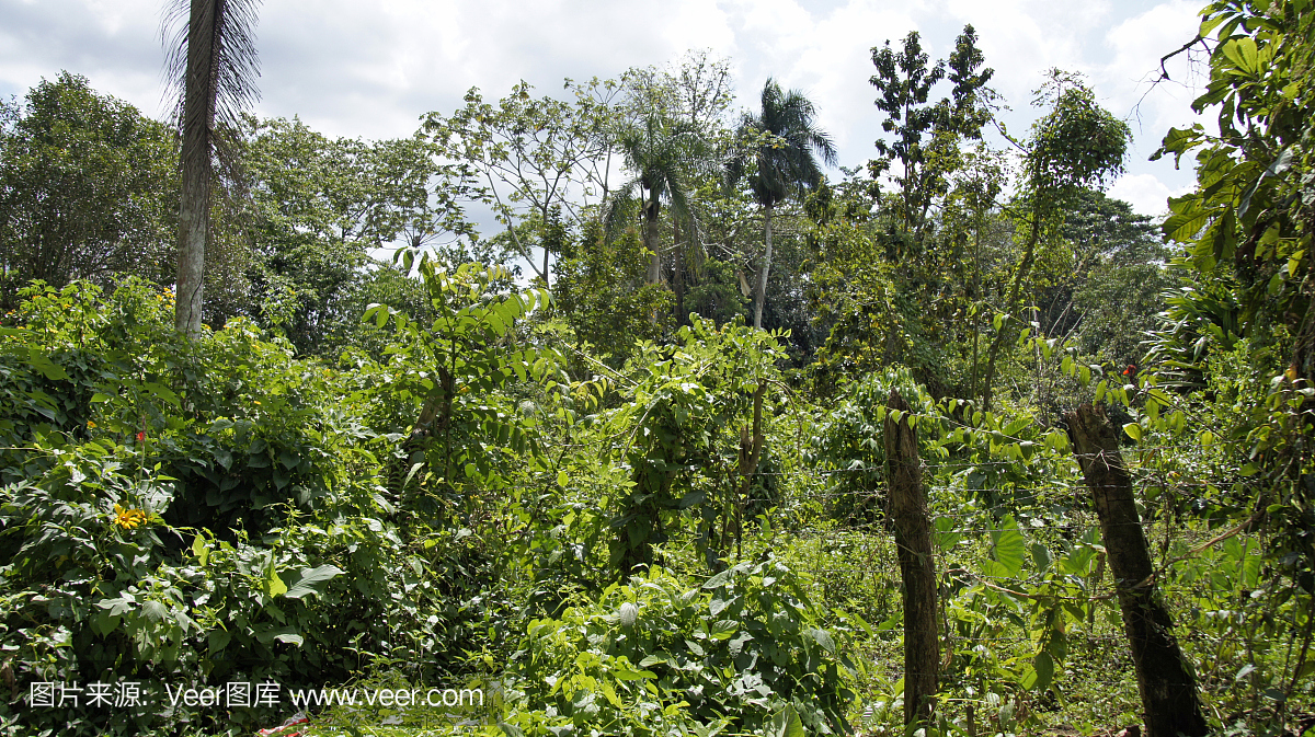 多米尼克山风景