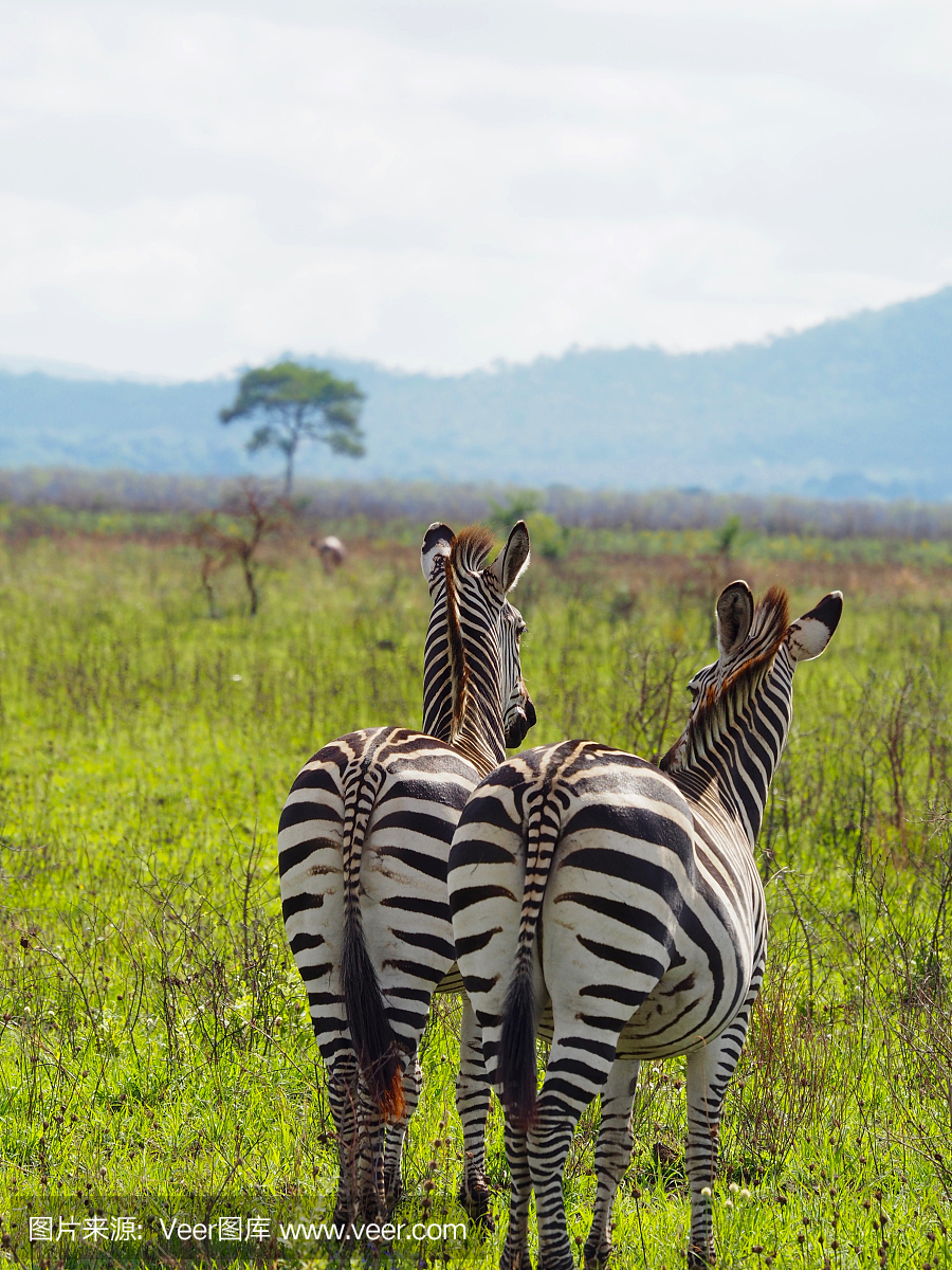 坦桑尼亚Mikumi国家公园