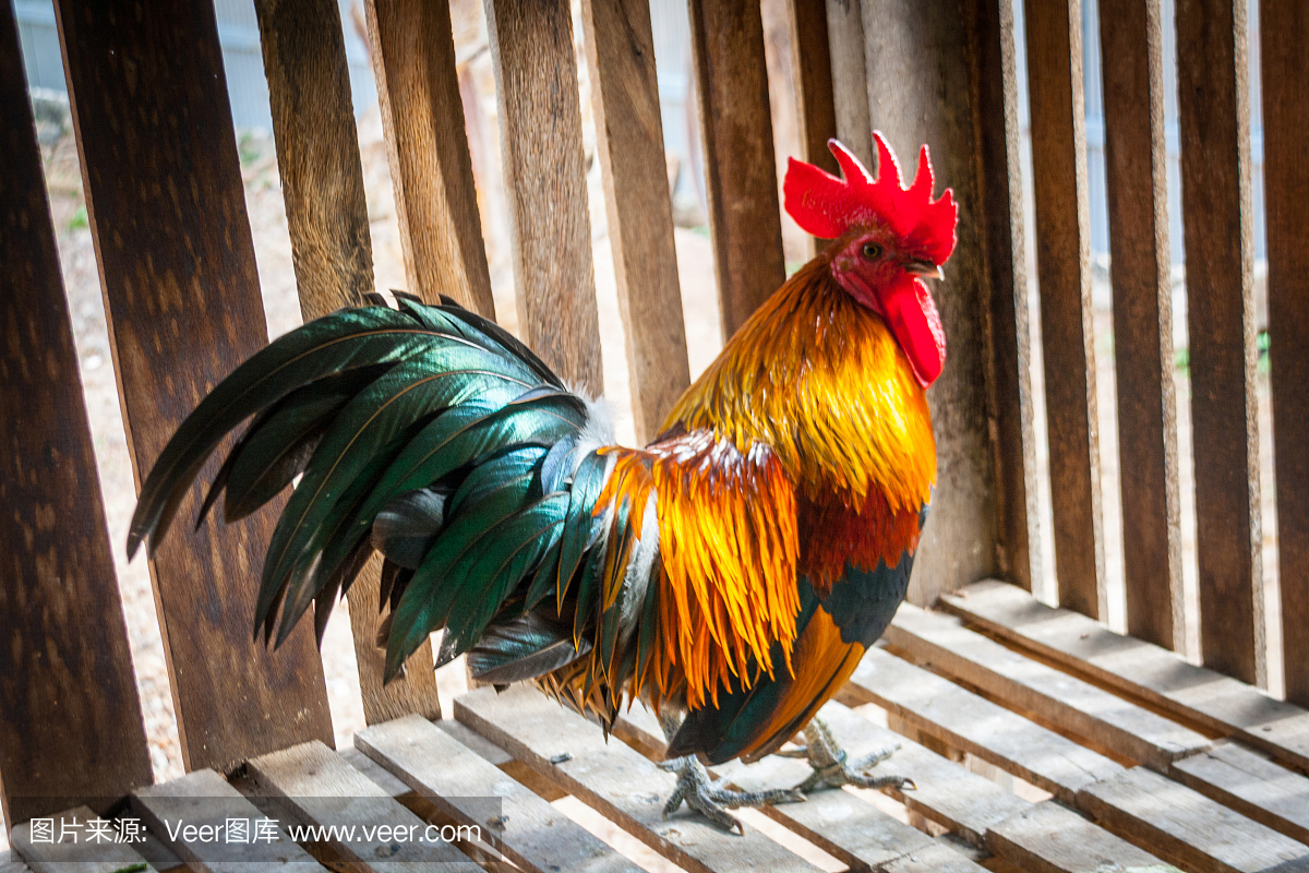 figther鸡泰国种族