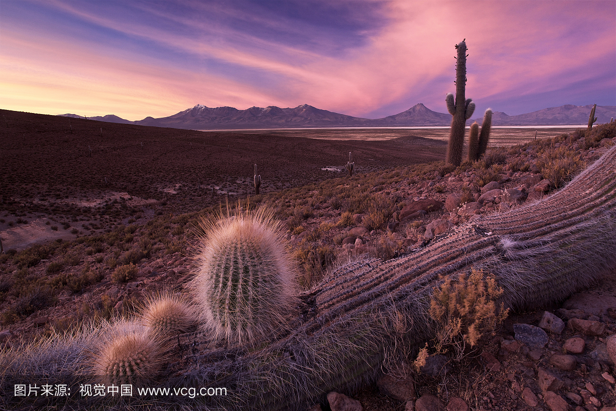 Cacti, Atacama Desert, Chile, Bolivia