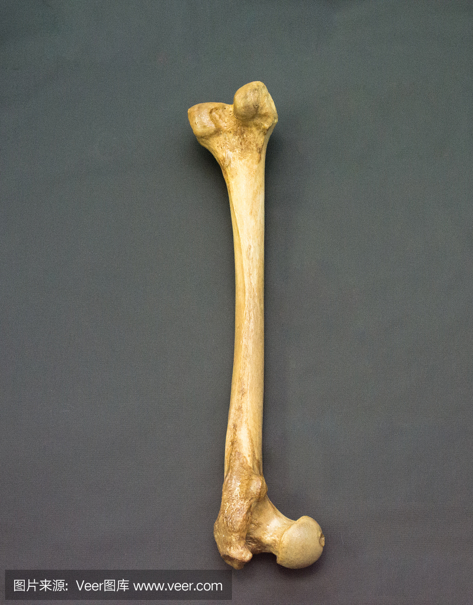人类股骨 - 顶部位置 - 倒置