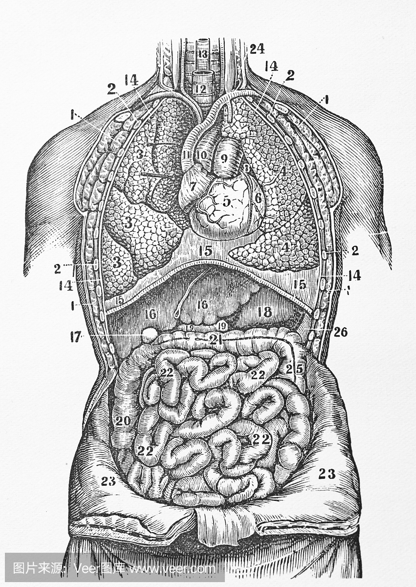 古董医疗插图|人体器官