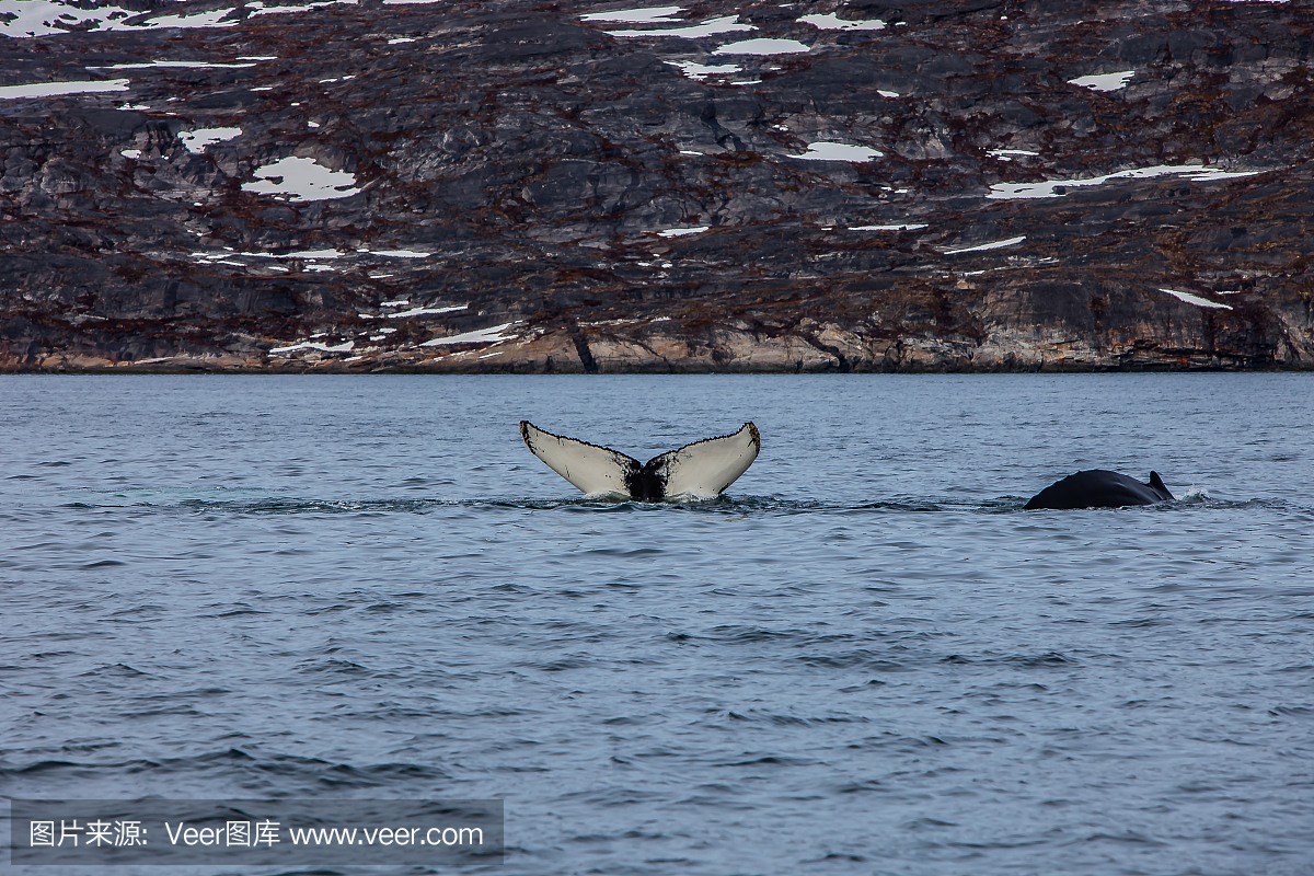 座头鲸,大翅鲸,巨臂鲸,坐头鲸