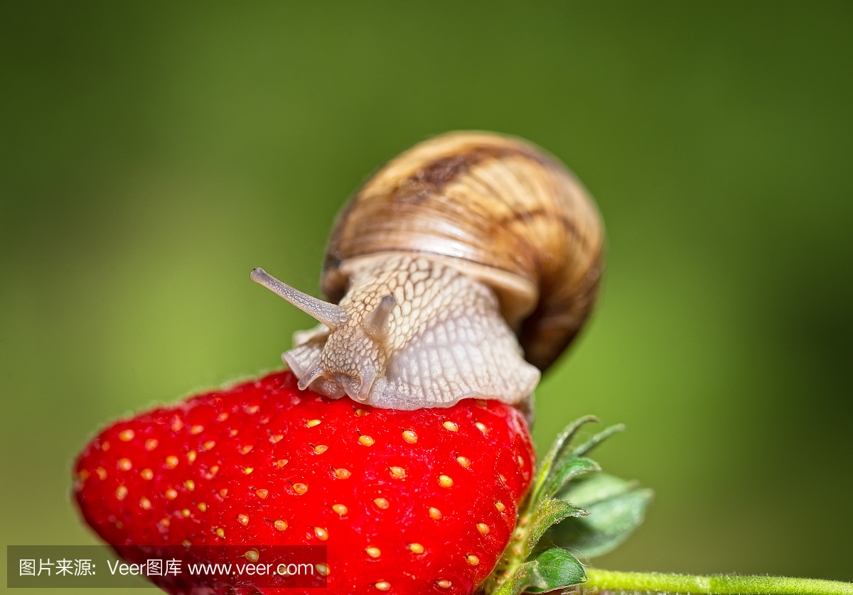 蜗牛吃成熟的草莓