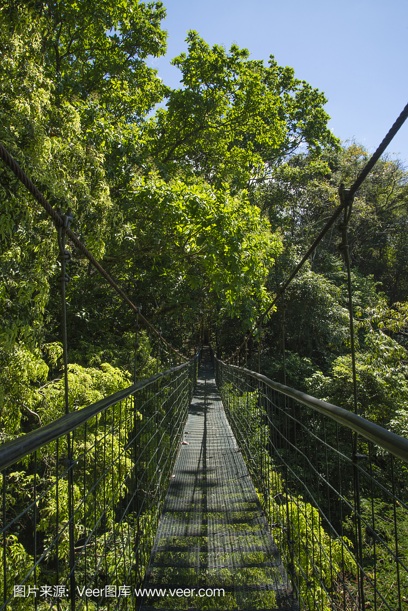 哥斯达黎加蓬塔雷纳斯天空步行电缆桥林