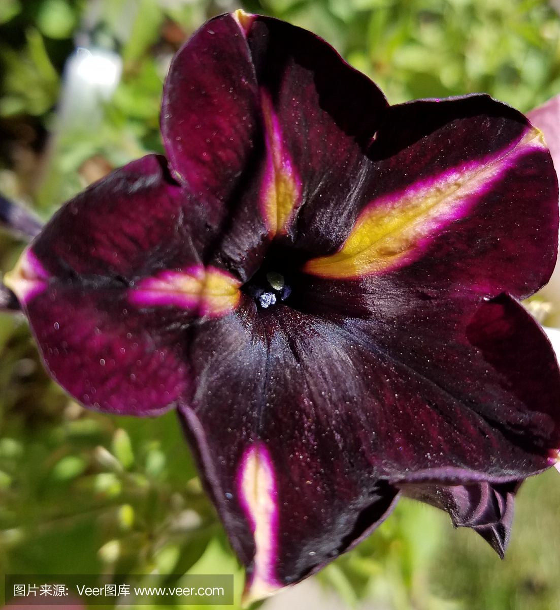 矮牵牛花,喇叭花,矮牵牛花朵,矮牵牛花属植物