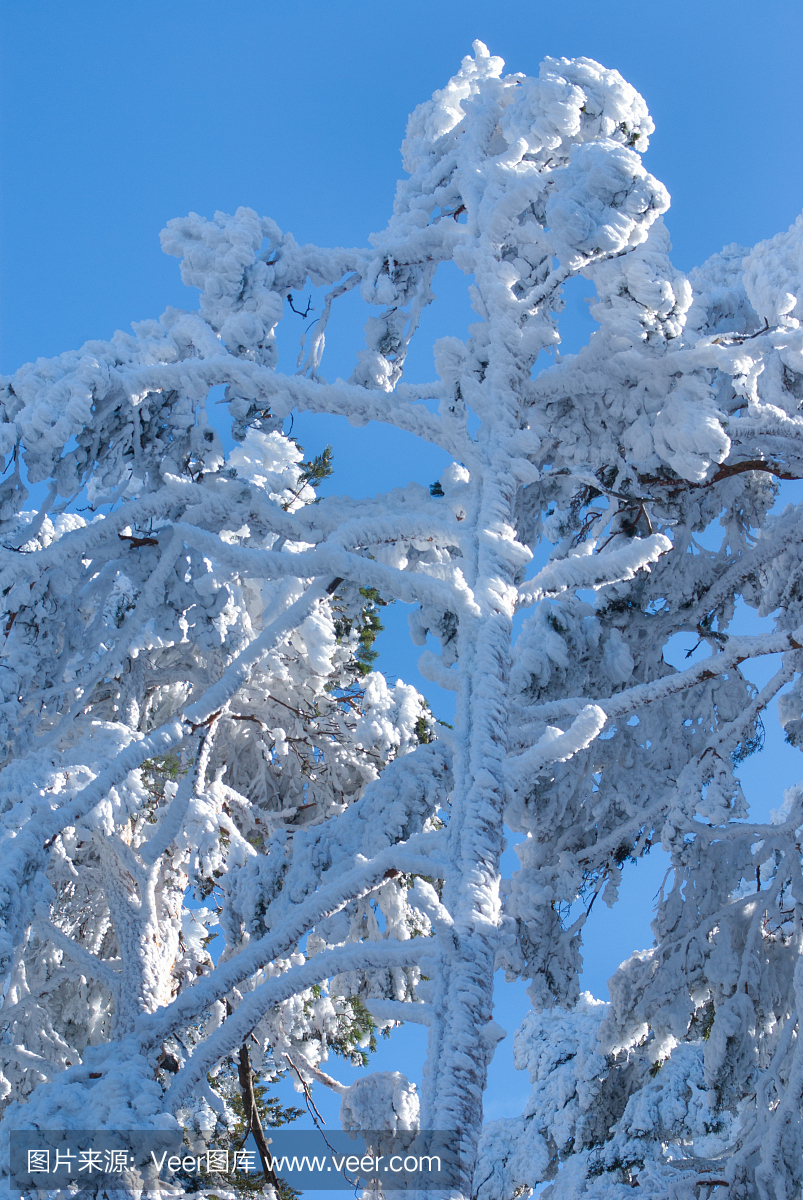 冬天在山navacerrada马德里,西班牙,